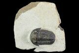 Gerastos Trilobite Fossil - Foum Zguid #69737-2